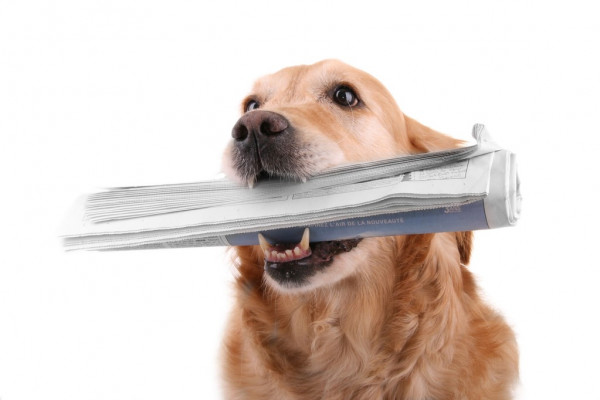 Чемпион Top Dog Калажоков проведёт боксёрский поединок 3 июня в Нальчике